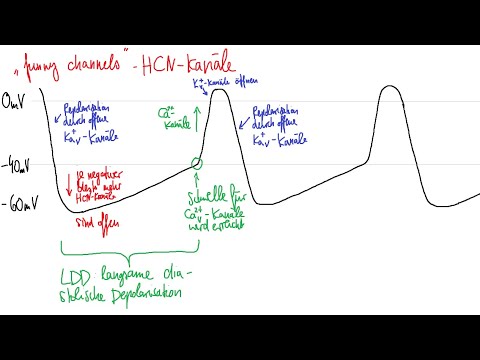 Physiologie: Herz-Kreislauf 3 – Elektrophysiologie des Herzens