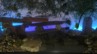 How many fish to keep in aquarium