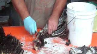 Wild Turkey Hunting: Preserving wings & Tails