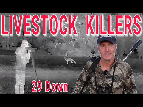 CHASING LIVESTOCK KILLERS IN SHEEP COUNTRY