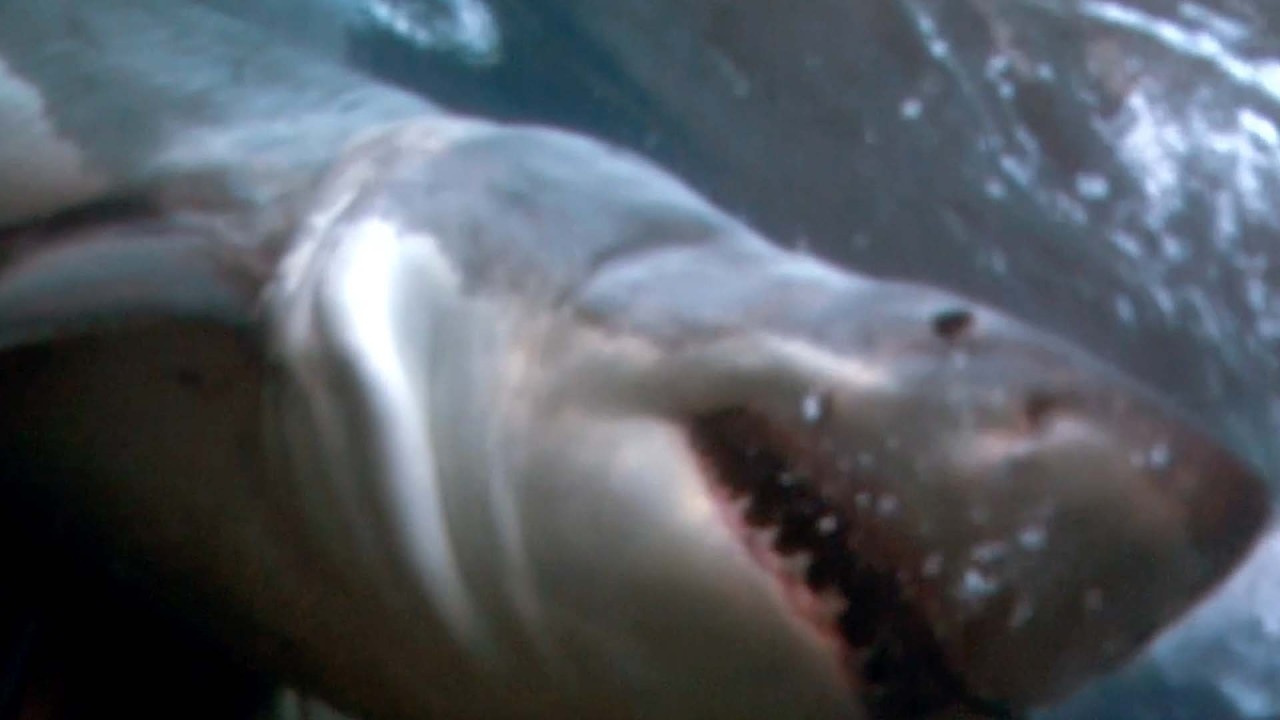 SHARKIVES Ep. 12 | UPSIDE DOWN PARALYSIS