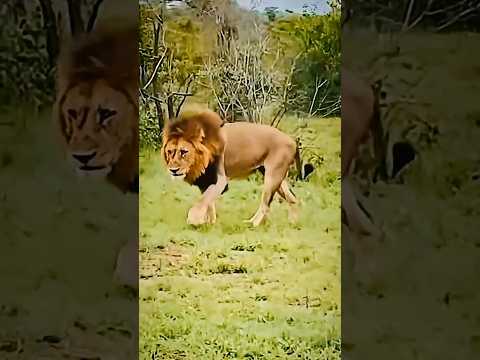 Hunter vs Sick Lion: Unbelievable Scene! शिकारी बनाम बीमार शेर: अविश्वसनीय Caçador vs Leão Doente!