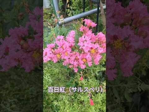 干ばつ耐性のある多年生植物 スイッチグラス 生垣境界プライバシー スクリーン