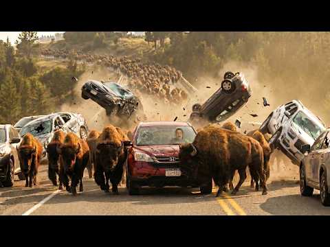 99 Most Terrifying Animal Encounters Ever Recorded! | Incredible Moments #2