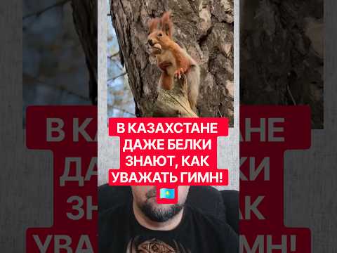 В Казахстане даже белка будто отдаёт честь гимну! 🇰🇿 Вот это момент!