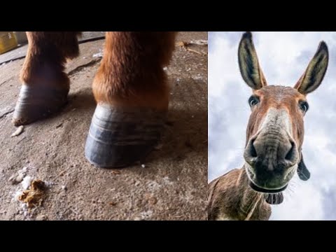 Did you know this?? (Trimming a mules hooves)