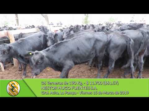 15-03-19  - Venta de Hembras - Nestor Hugo Fuentes S.A. - Gral. Acha