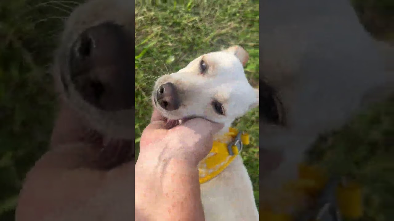 Enlarge Blanquita (aka Blanca), a Adoptable mixed breed in Seattle, WA video 6/6