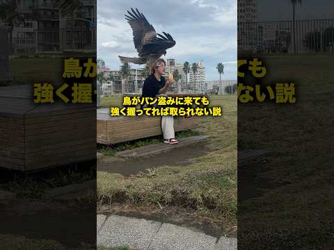 鳥がパン盗みに来ても強く握ってれば取られない説 #おーがすと #検証