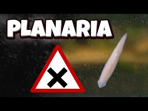 a planaria parazita)