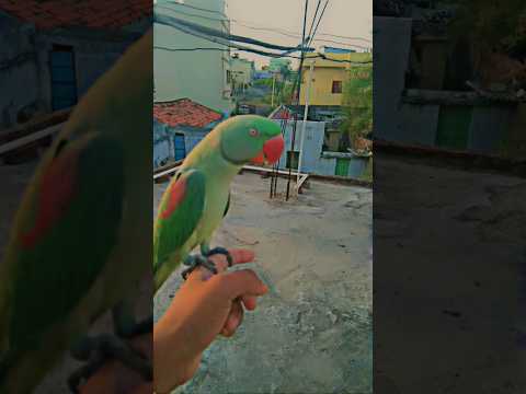 my parrot fly away 😱 #shorts #viral #parrot