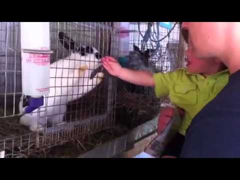 Feeding the bunnies in Keen