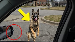 K9 German Shepherd Recognizes His Owner After 3 Years… What Happened Next Was Unbelievable