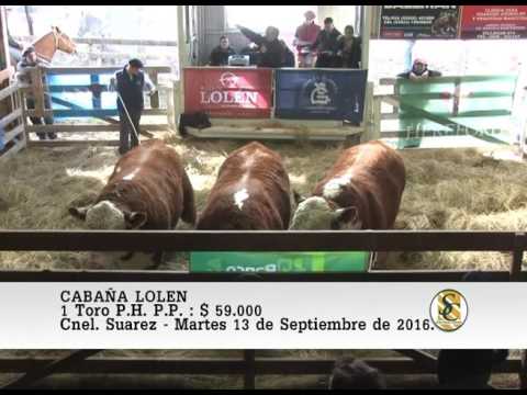 13-09-16 Venta de Toros P.P. - Cabaña Lolen - Coronel Suarez.