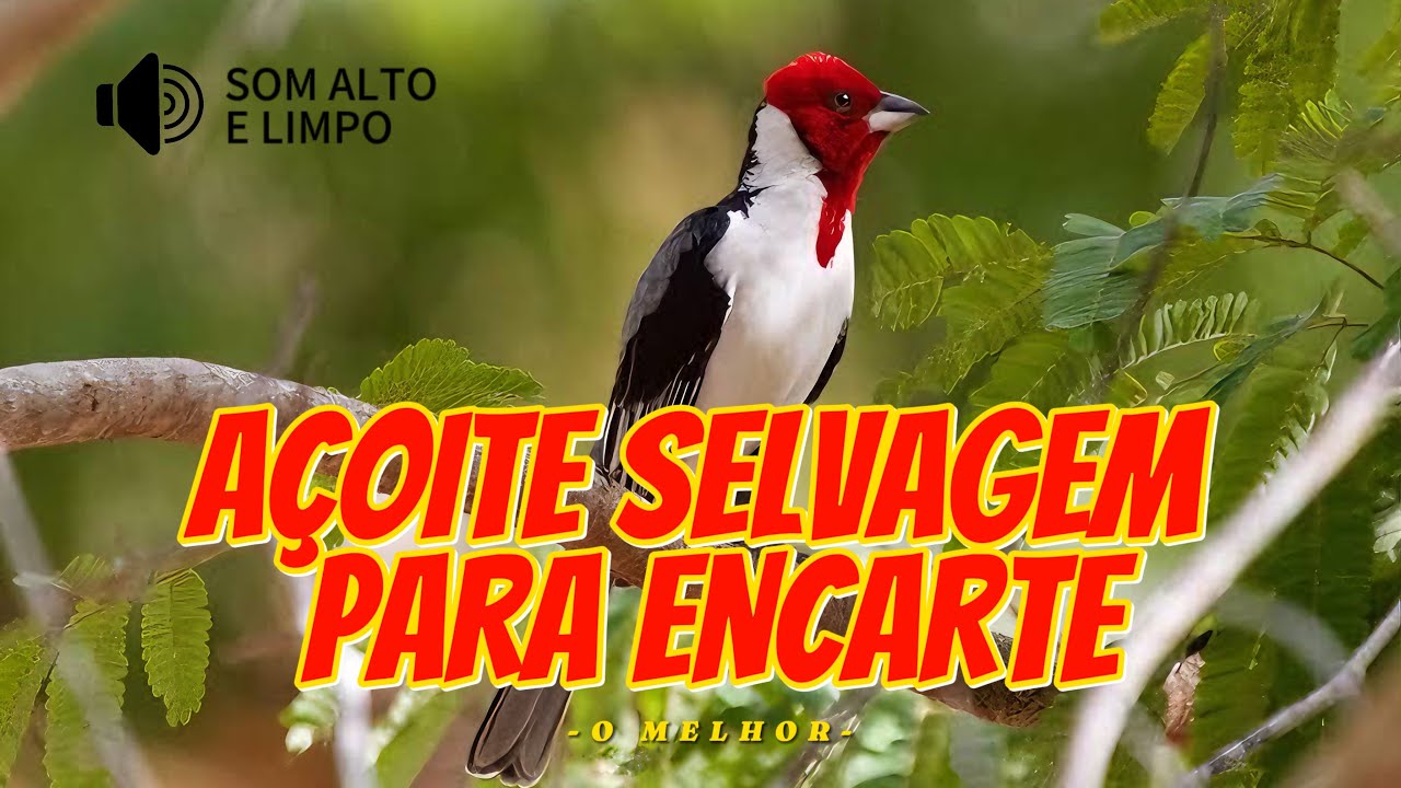 CANTO SELVAGEM DE GALO DE CAMPINA PARA ENCARTE