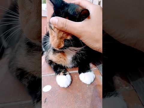 Eloise, Rihanna #gatos #funnycats #pets #mascotas #cute #ternura