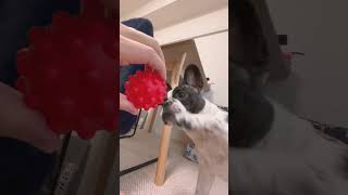 ストレッチボールが気になって仕方ない🐶#shorts　　　　　　　　　　　　　　　　　　　　　　 "I'm so curious about the stretch ball 🐶"