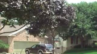 City of Akron Butchering Trees