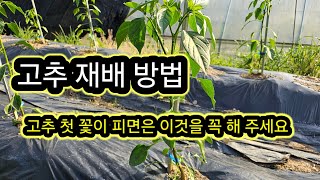 고추 재배방법 #고추 첫 꽃이 피면은 이것을 꼭 해 주세요.