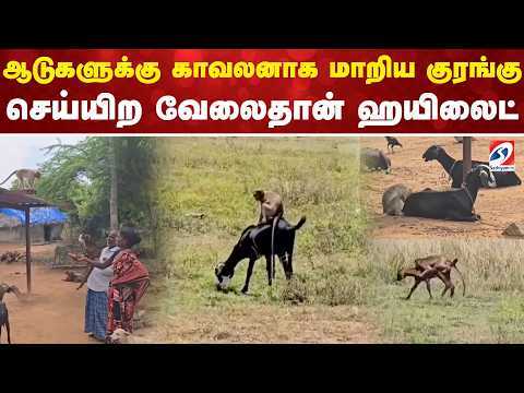 ஆடுகளுக்கு காவலனாக மாறிய குரங்கு - செய்யிற வேலைதான் ஹயிலைட் | Sivaganga | Monkey And Goats