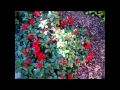 Manfred Mann's Earth Band - Be not too hard (1974)