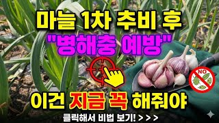  마늘농사 3월 병해충 예방 무름병 잎마름병 한 방에 잡고 굵게 키우는 법" #마늘병해충