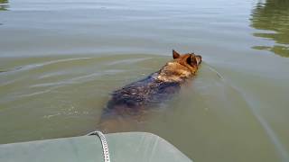 preview picture of video 'Плаваем по реке на лодке. Собака плывёт за нами.'
