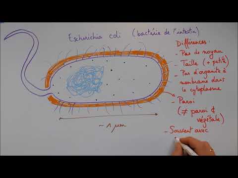 Cell Structure 4 - The Prokaryotic Cell