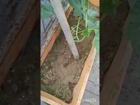 菜園コンテナを構築するにはどうすればよいですか?なぜコンテナでガーデニングをするのか？応援ビデオ  庭園