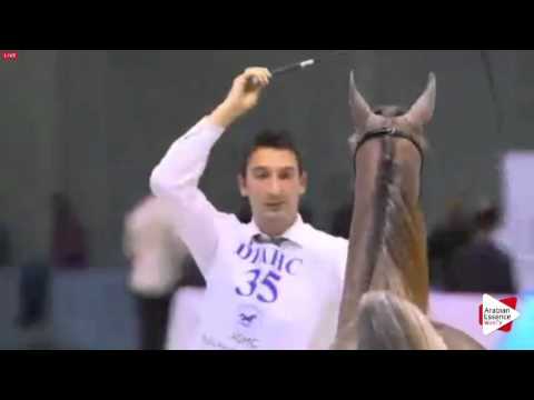 N.35 D ASEELAH - Dubai 2016 - Yearling Fillies (Class 2A)