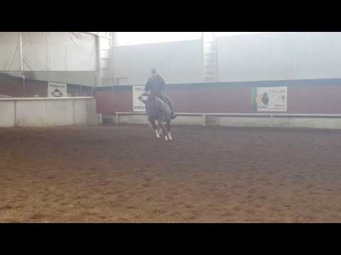 Schwagger 2 yr old REF Black Mamba x Shiver