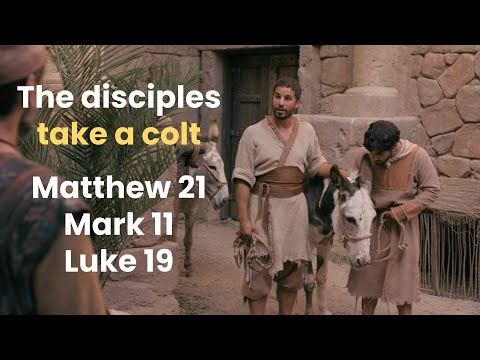 Teaching With The Chosen: The disciples take a colt, Matthew 21, Mark 11, Luke 19
