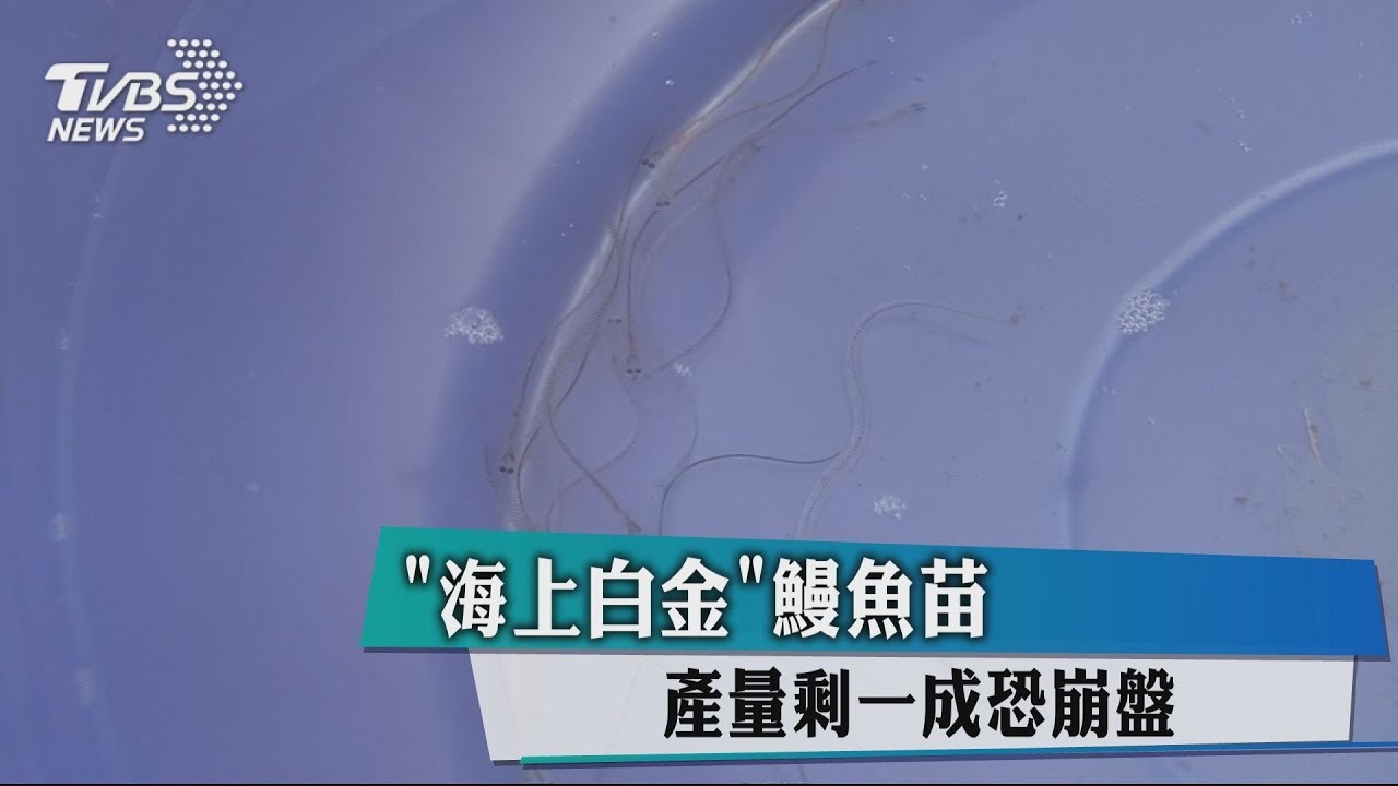 「海上白金」鰻魚苗 產量剩1成恐崩盤