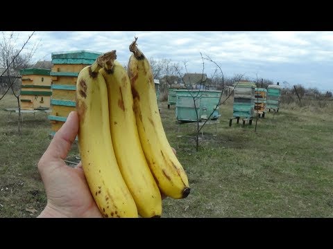 Эксперимент с бананом на пасеке весной