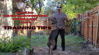 Unveiling the German Shepherd Pitbull mix part 2