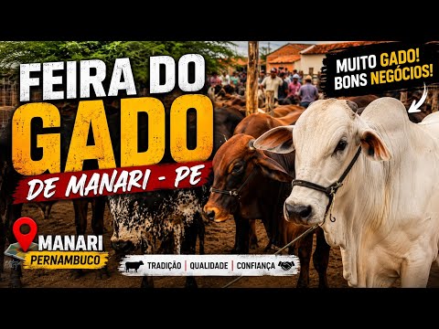 FEIRA DO GADO DE MANARI PERNAMBUCO 31/07/2026