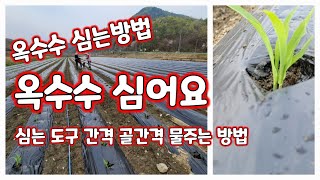 옥수수심는방법 대학찰옥수수 심는간격 골간격 심는기구 등 상세 [옥수수재배방법]