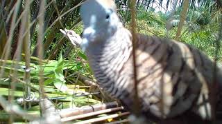 Download lagu Kocak Gondang Lawan Sama Bunyi mp3