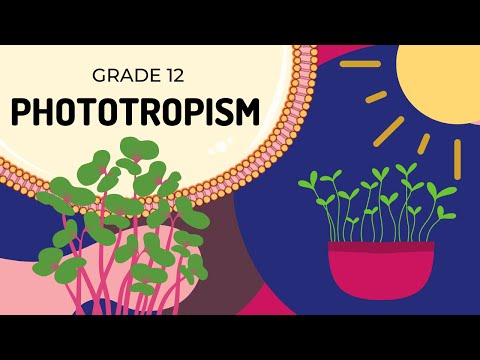 PHOTOTROPISM | EASY to UNDERSTAND