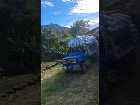 asi se ven 11 toneladas de café pergamino Seco,  dedde Teruel Huila #campo