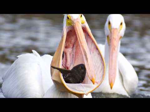 57 Best Pelican Birds In Europe!  Most Beautiful Top 57 American  Pelican Birds In The World #57