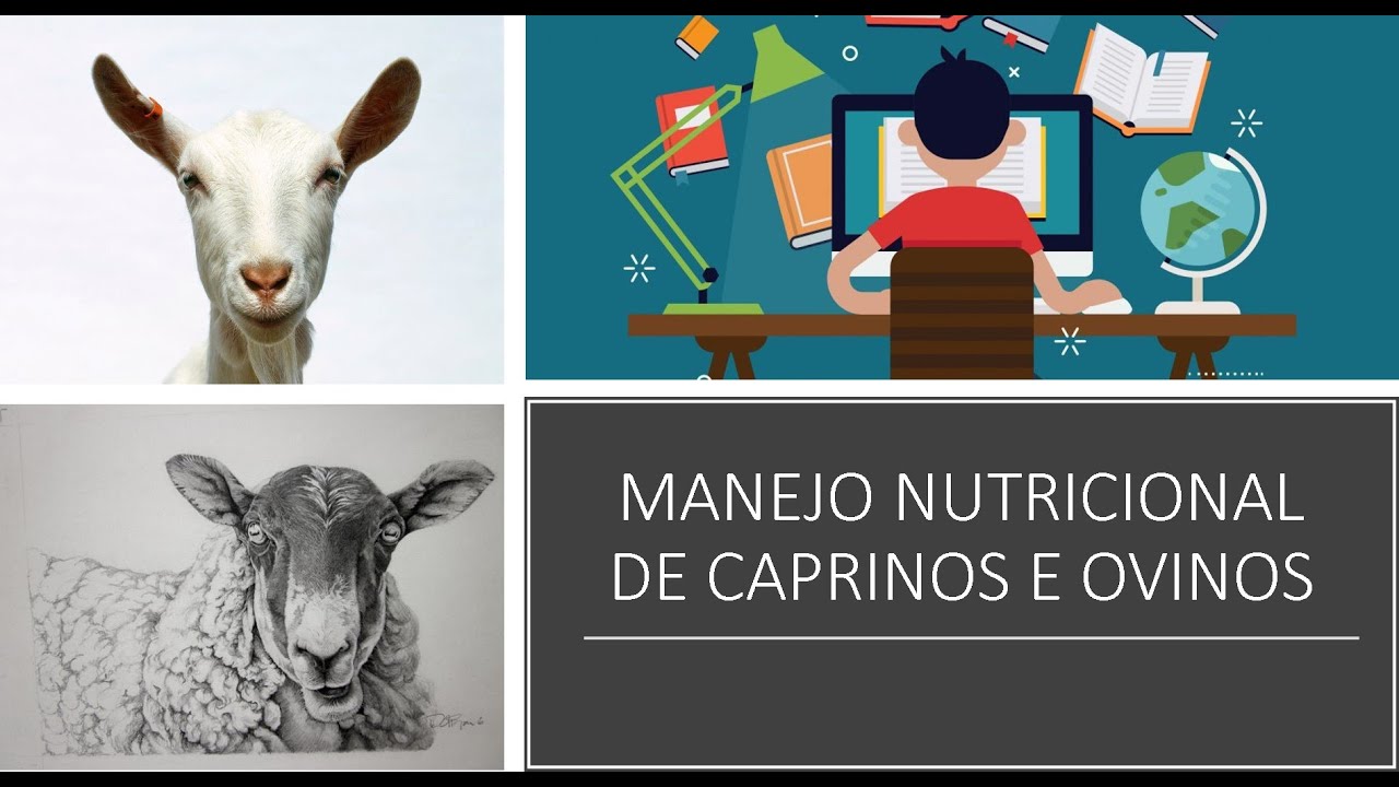 Manejo Nutricional Caprinos e Ovinos parte 1
