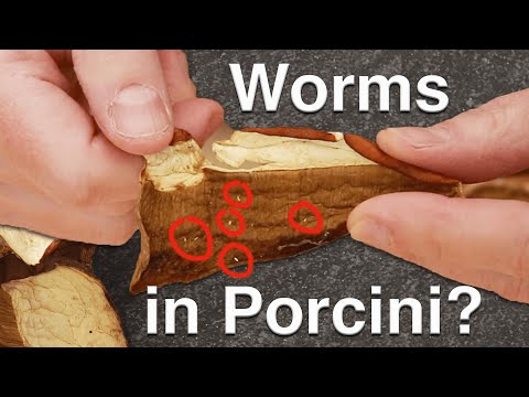 Worms in Porcini and Other Dry Mushroom Questions