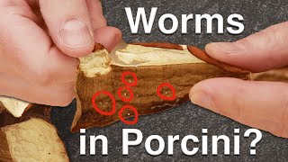 Worms in Porcini and Other Dry Mushroom Questions