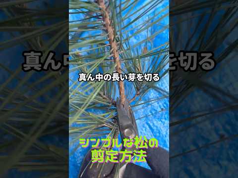 ボール状に剪定：どの低木がこのために作られていますか？シンプルに進めるにはどうすればよいでしょうか？  庭園