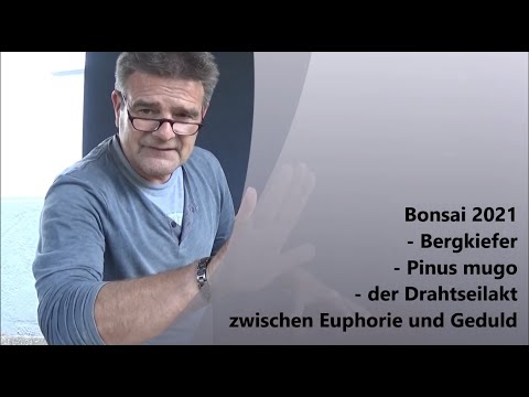 Bonsai 2021-43 - Bergkiefer - Pinus mugo - der Drahtseilakt zwischen Euphorie und Geduld