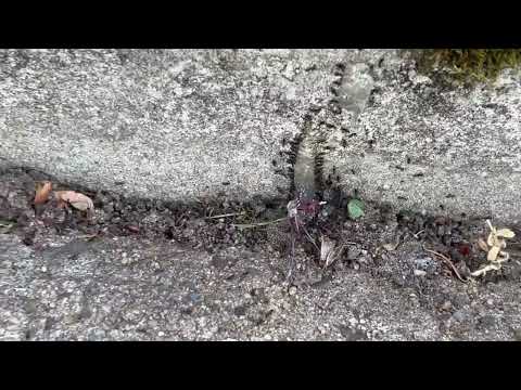 Ants Chomping on the Bait by the Stoop in Shrewsbury, NJ