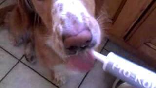 Maisie loves the taste of Pro-Kolin!