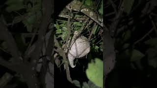 Sloth in the wild🦥ナマケモノ🌴🇨🇷