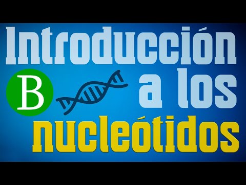 🧬 INTRODUCTION TO NUCLEOTIDES AND NUCLEIC ACIDS | Biology from Scratch
